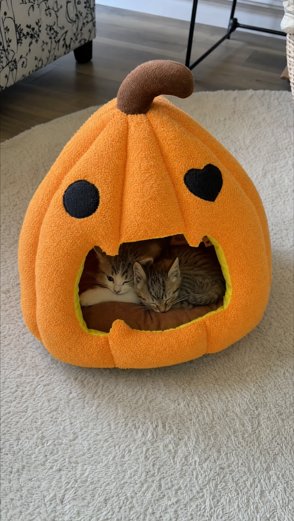 Perfect Halloween Surprise